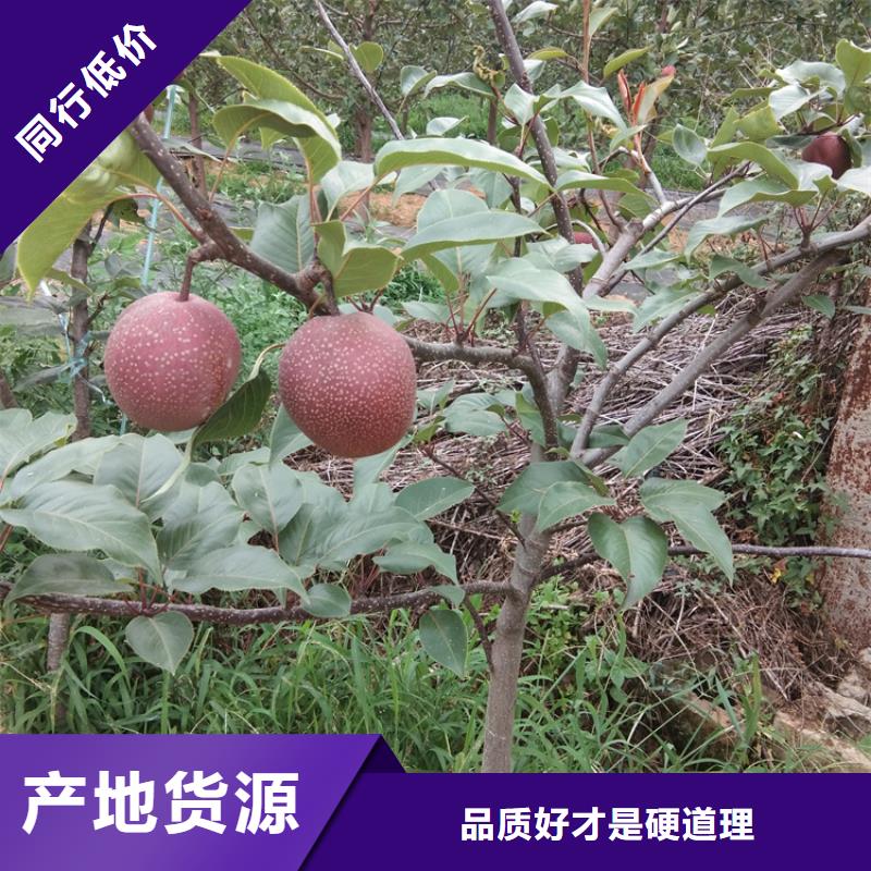 【 梨树 石榴树支持定制】轩园石榴树苗