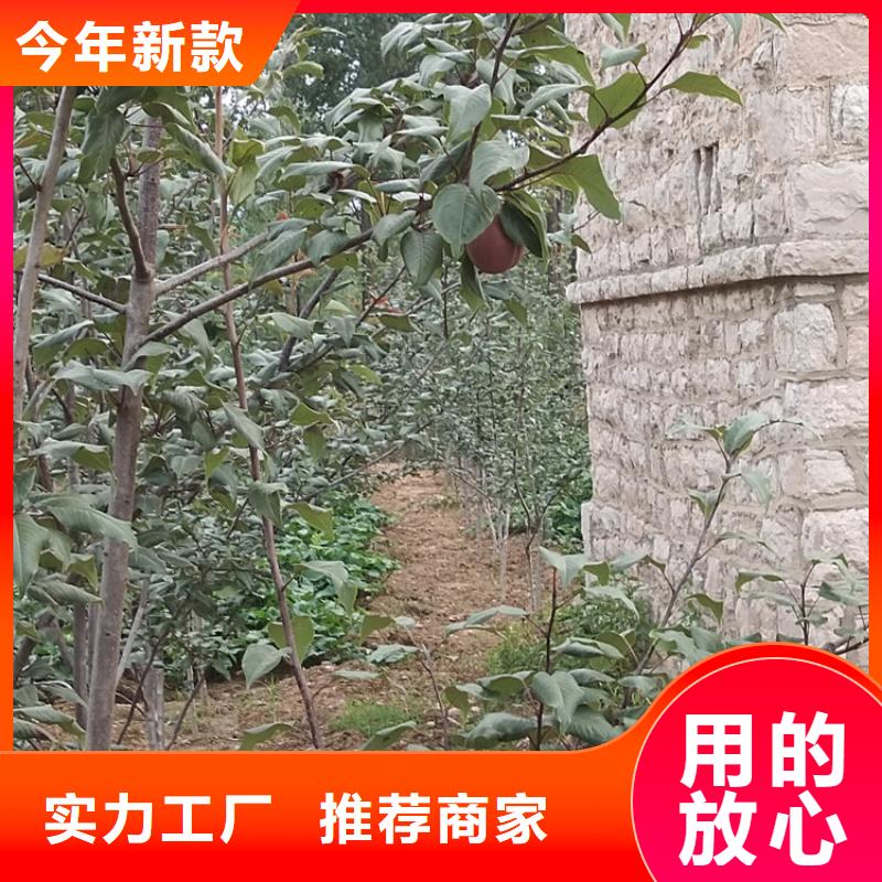 梨树3公分石榴苗好厂家有担当