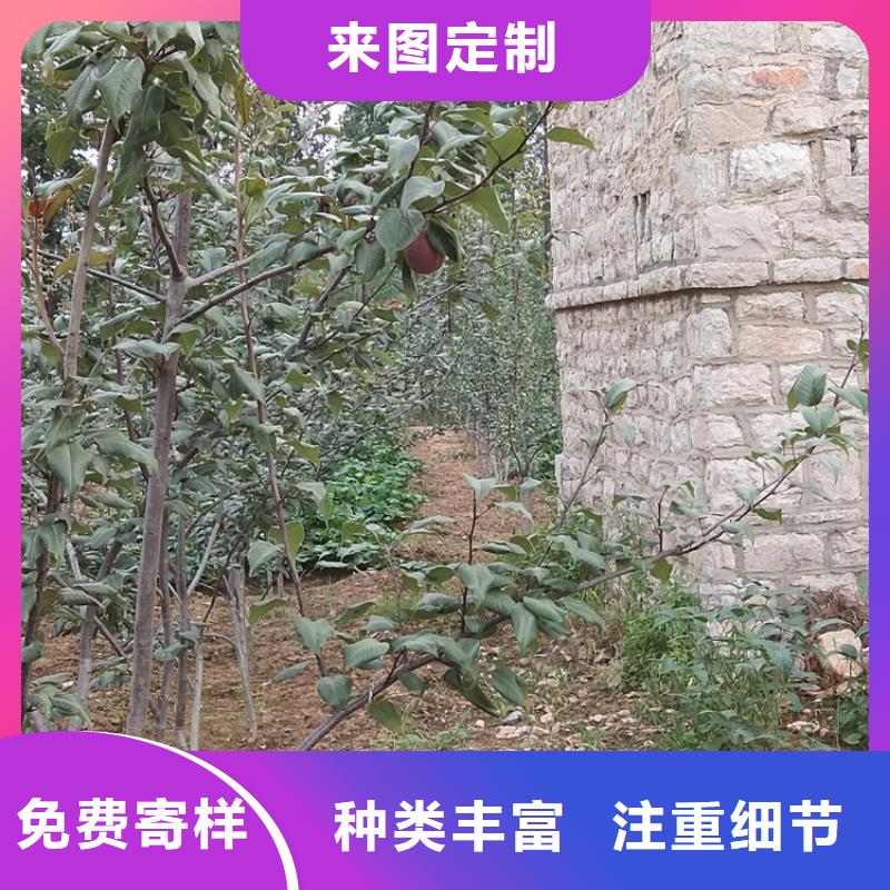 梨树,梨树苗型号齐全