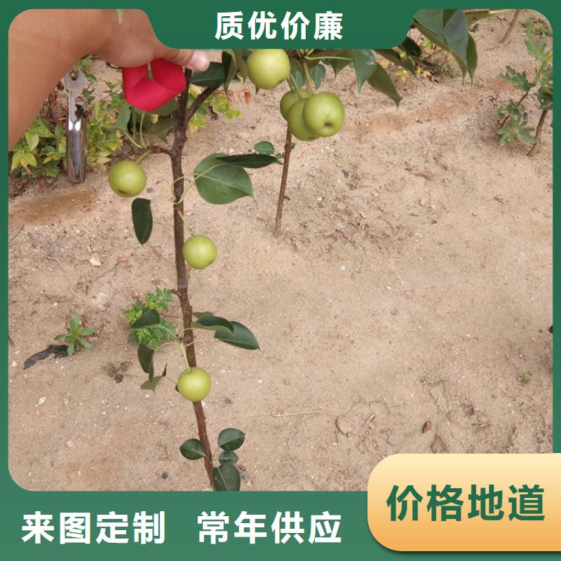 梨树樱桃苗专业按需定制