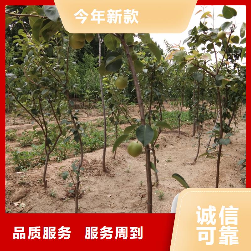 梨树3公分石榴苗好厂家有担当