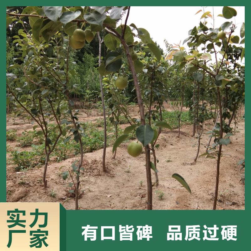 梨树3公分石榴苗好厂家有担当