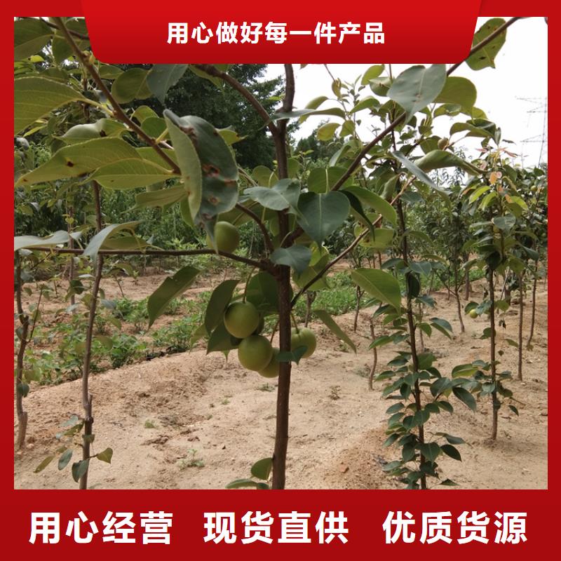 【梨树红石榴苗基地厂家大量现货】