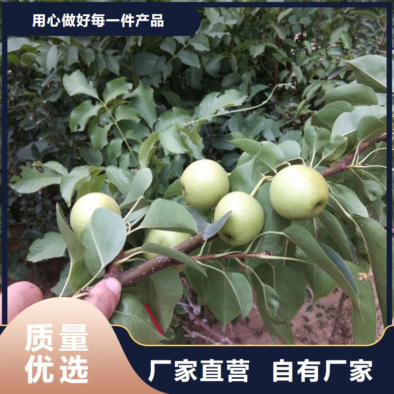 【 梨树 石榴树支持定制】轩园石榴树苗