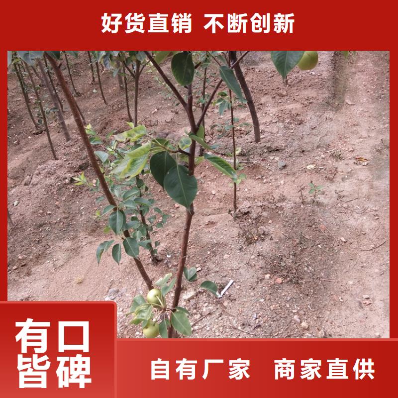 源汇|临颍|新乡|商丘|三门峡|南阳|开封|许昌梨树,【石榴树】保质保量-二八商务