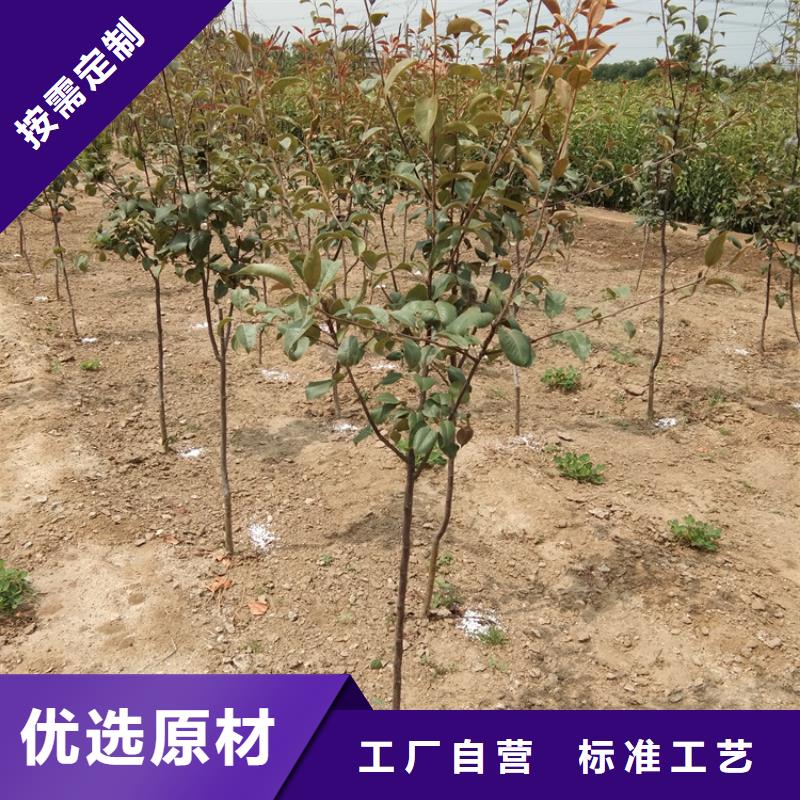 梨树-樱桃苗资质认证