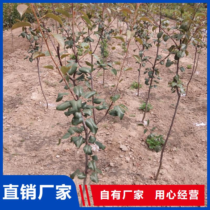 【 梨树 石榴树支持定制】轩园石榴树苗
