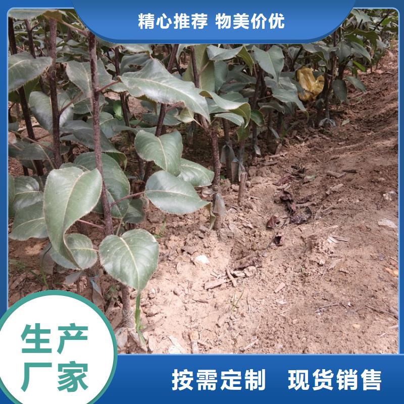 梨树3公分石榴苗好厂家有担当