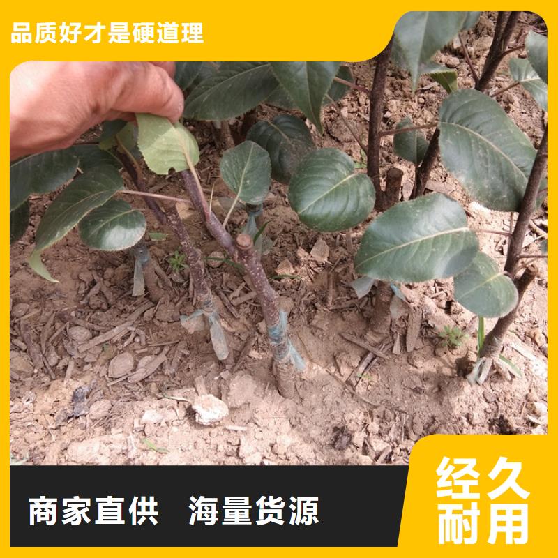 梨树桃树苗精工细致打造
