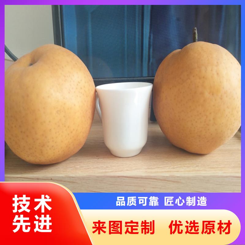 梨树3公分石榴苗好厂家有担当