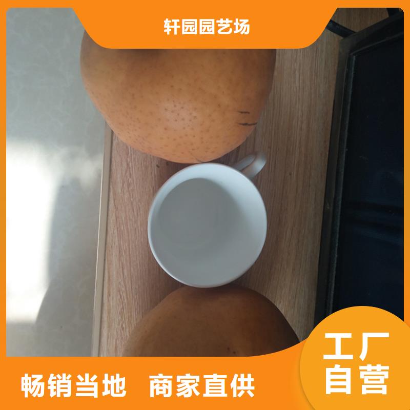 【梨树红石榴苗基地厂家大量现货】