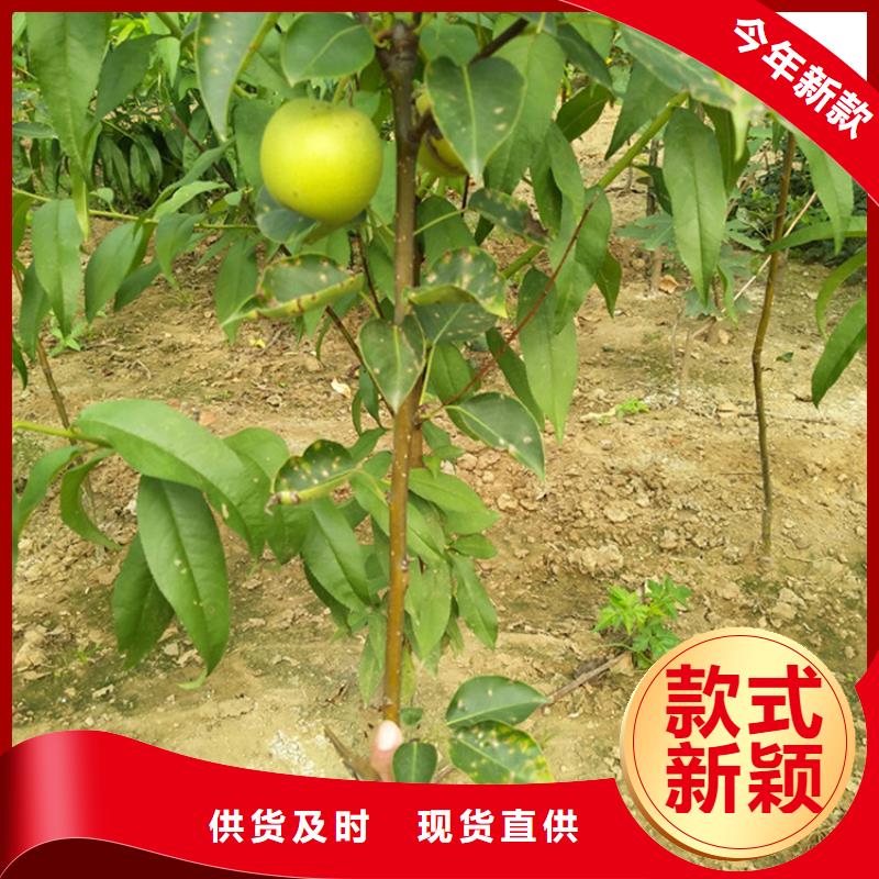 梨树桃树苗精工细致打造