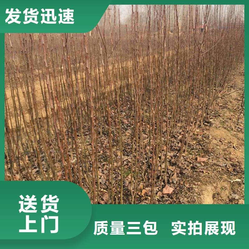 梨树樱桃苗专业按需定制