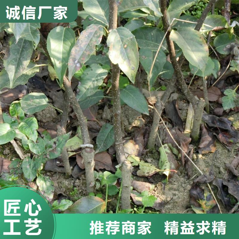 梨树3公分石榴苗好厂家有担当