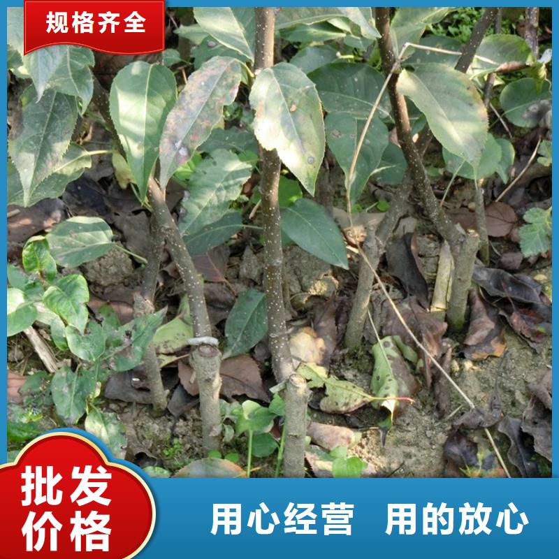 梨树桃树苗精工细致打造