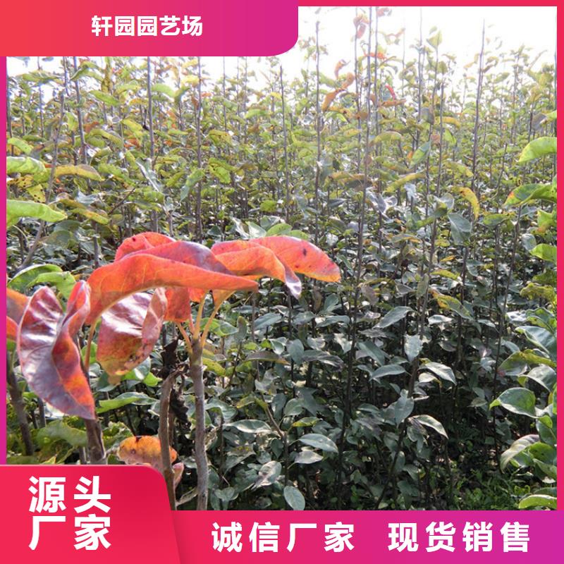 【梨树红石榴苗基地厂家大量现货】