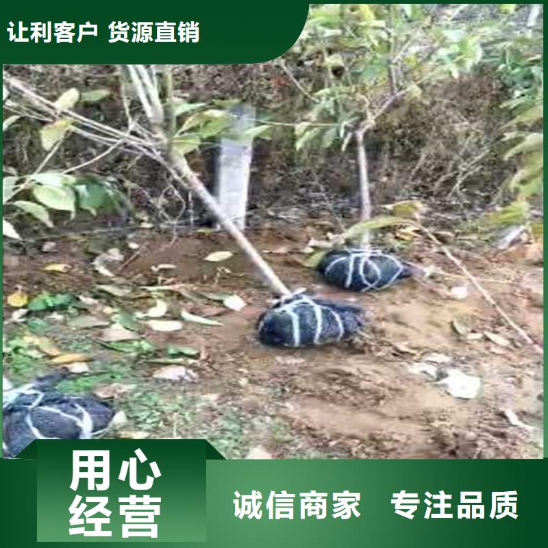 梨树,梨树苗型号齐全