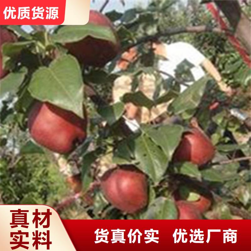 【 梨树 石榴树支持定制】轩园石榴树苗