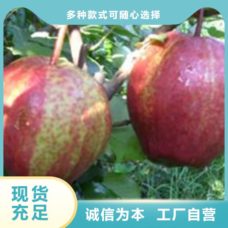 梨树,梨树苗型号齐全