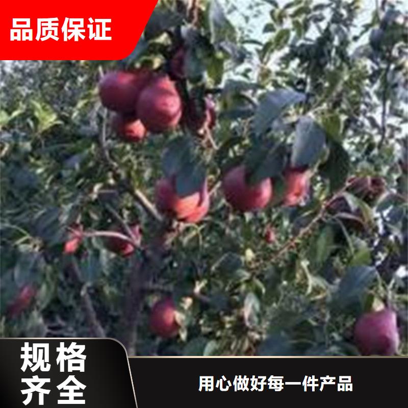 【 梨树 石榴树支持定制】轩园石榴树苗