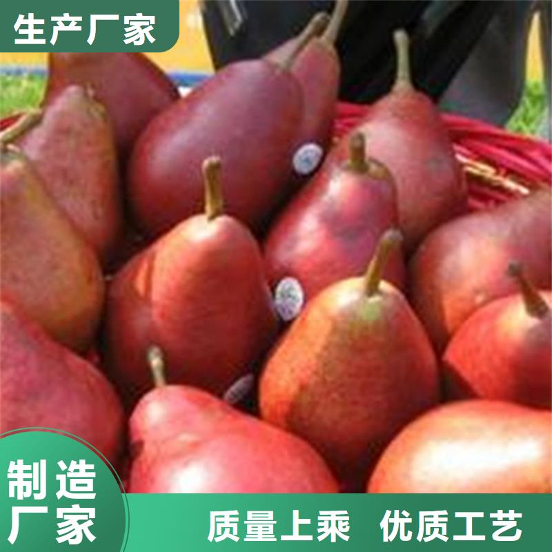 梨树樱桃苗实拍展现