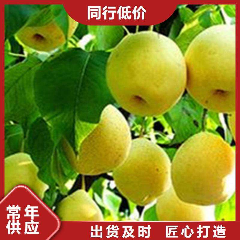 梨树樱桃苗实拍展现
