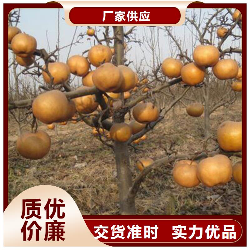 梨树樱桃苗实拍展现