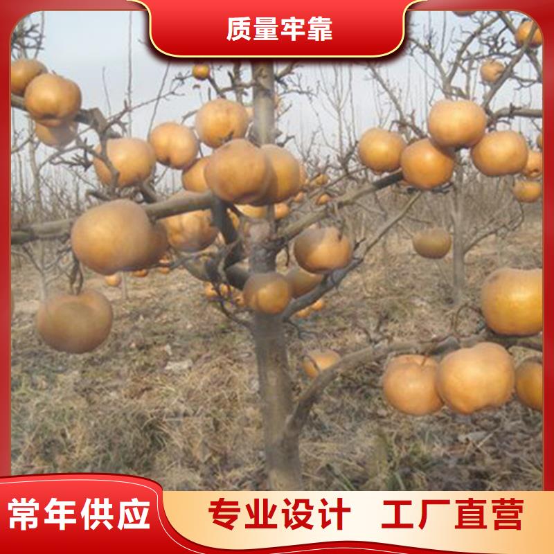 轩园石榴树苗梨树_【【猕猴桃苗】】选择大厂家事心二八商务
