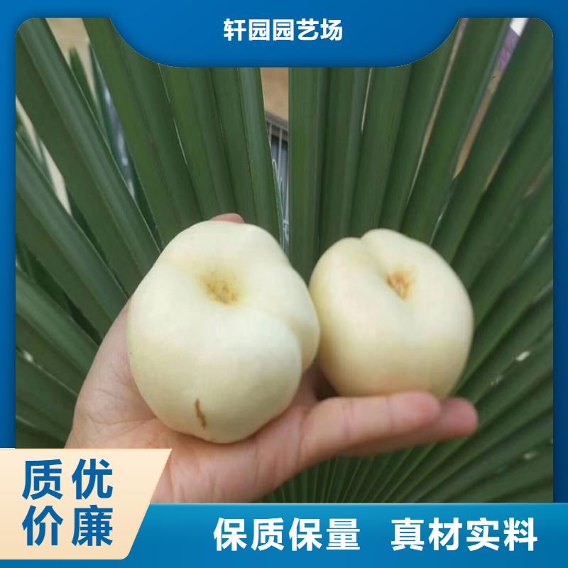 桃-樱桃苗常年出售