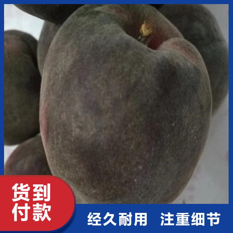 桃,【无花果苗】源头厂源头货 轩园园艺场(楚雄市分公司)
