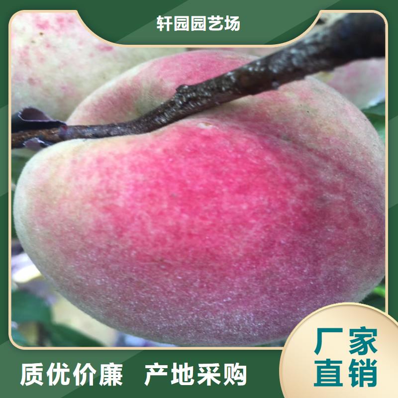 桃,梨树苗库存丰富