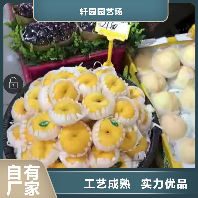 桃,梨树苗库存丰富
