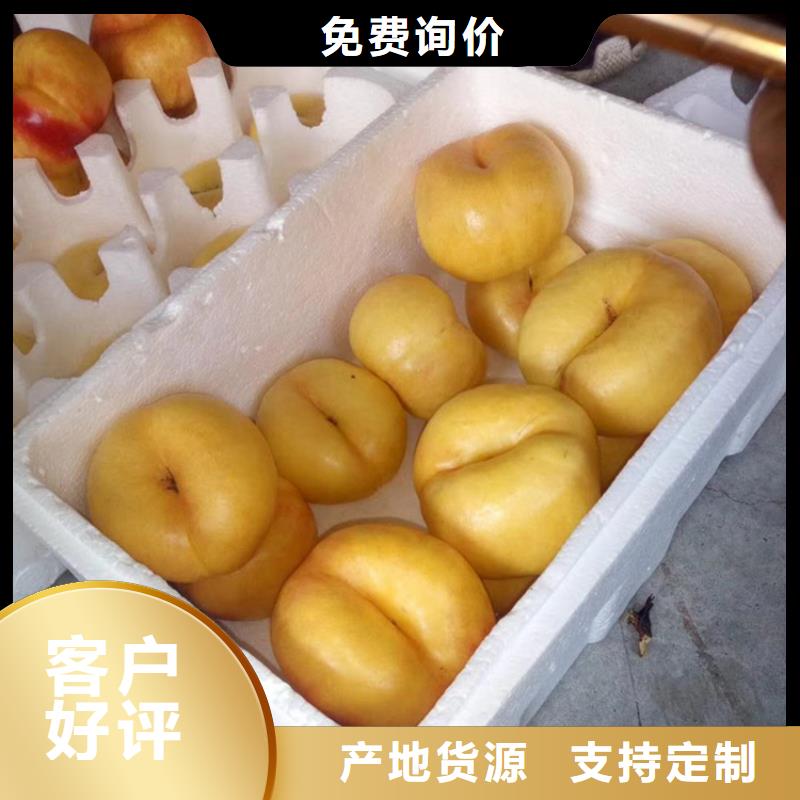 桃,梨树苗库存丰富