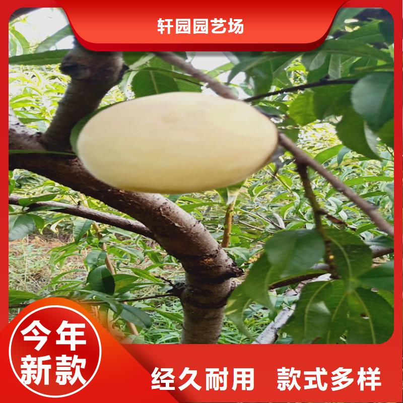 【桃】_苹果苗用心制作 轩园园艺场(宿迁市分公司)