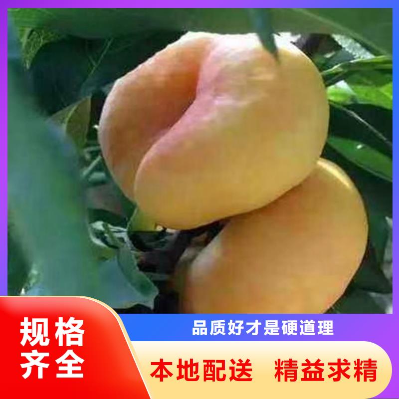 【轩园】【诚信经营质量保证 桃_石榴树全新升级品质保障】-轩园园艺场