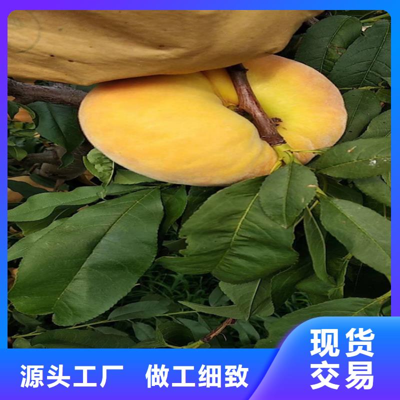 桃苹果苗产地工厂