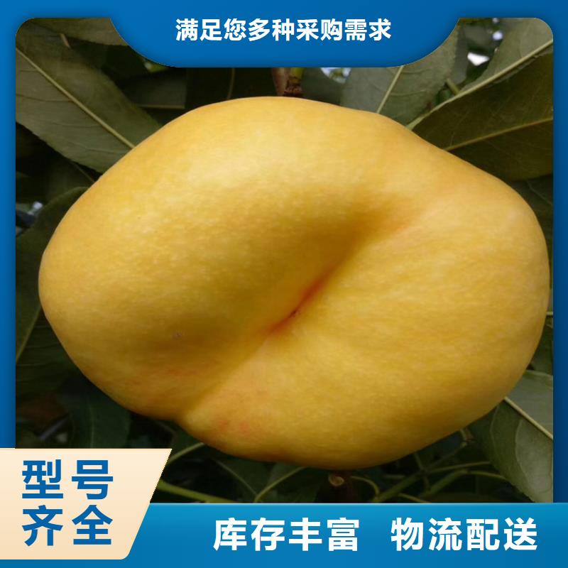 桃苹果苗产地工厂