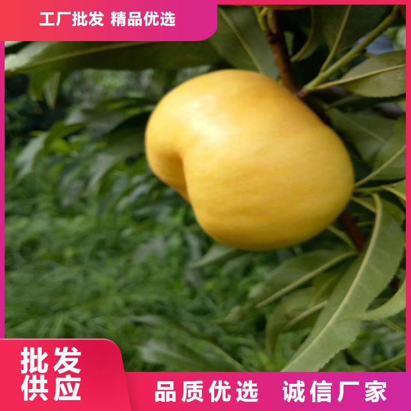 桃,桃树苗实力商家供货稳定