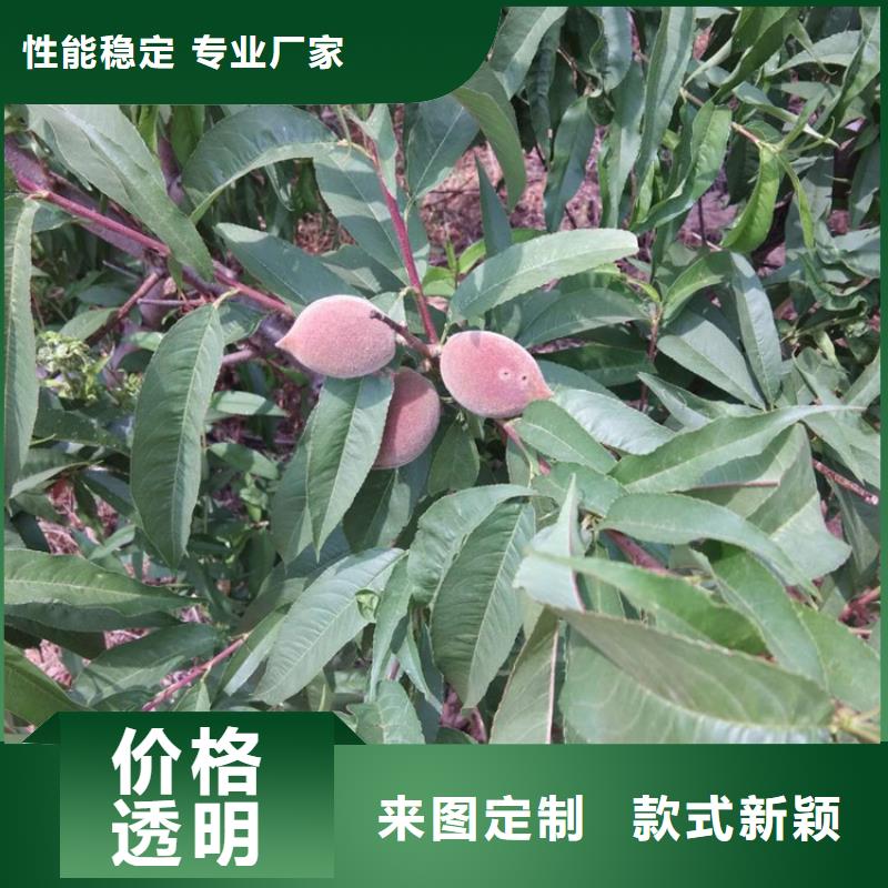 桃苹果苗产地工厂