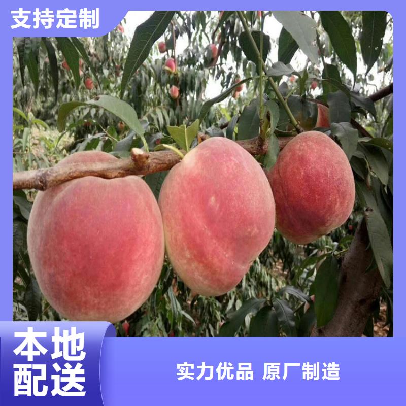 桃-樱桃苗常年出售