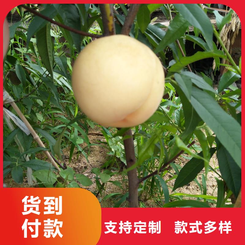 桃樱桃苗厂家直销