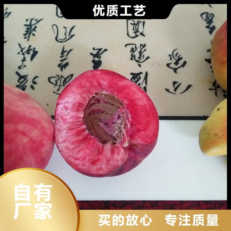 桃樱桃苗厂家直销