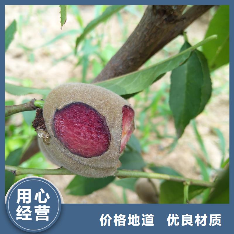 桃,【无花果苗】源头厂源头货 轩园园艺场(楚雄市分公司)