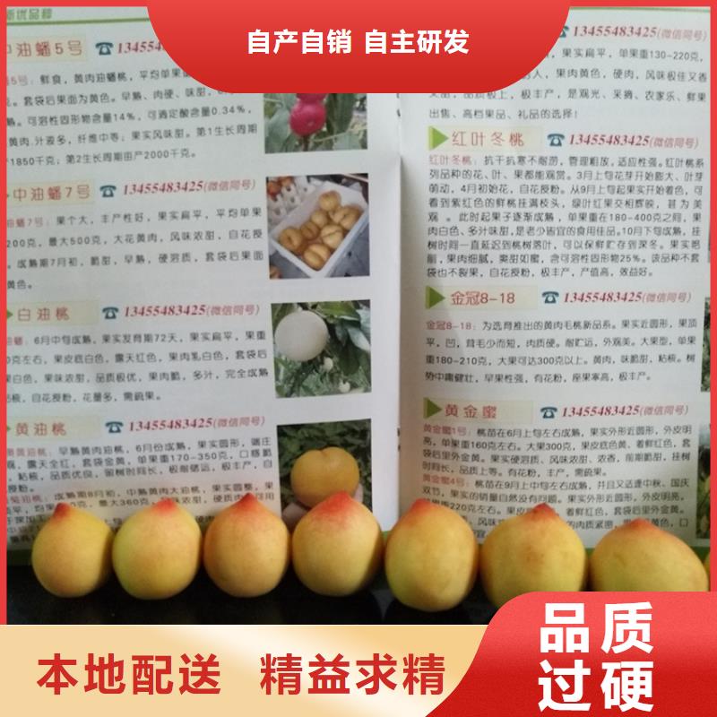 桃樱桃苗厂家直销