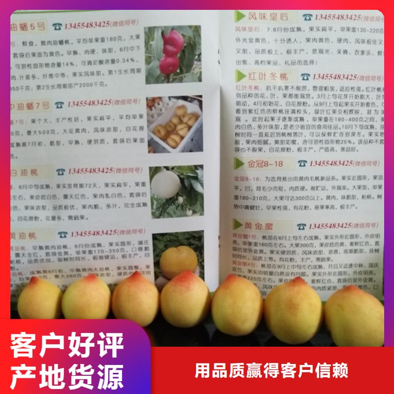 桃,桃树苗实力商家供货稳定