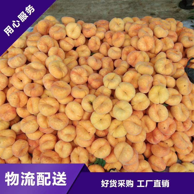 桃,【无花果苗】源头厂源头货 轩园园艺场(楚雄市分公司)