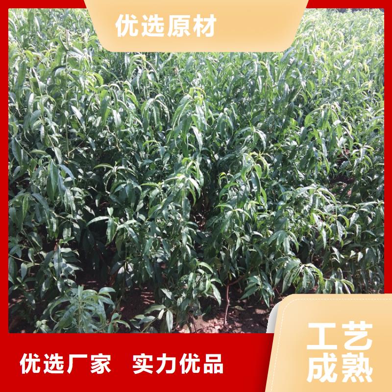 桃,梨树苗库存丰富