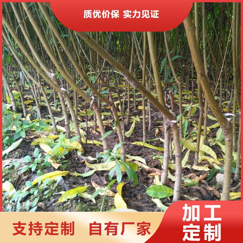 桃苹果苗产地工厂