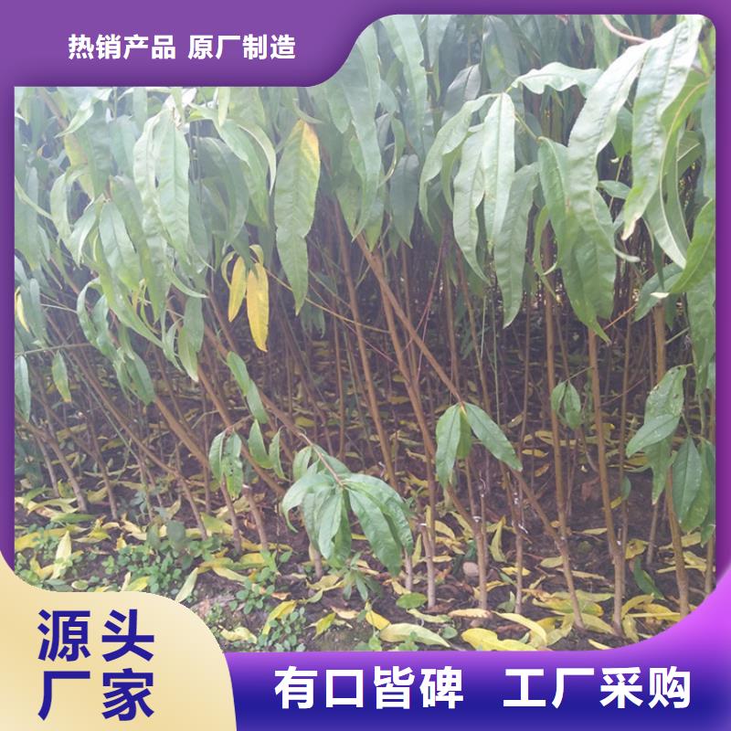 桃,【无花果苗】源头厂源头货 轩园园艺场(楚雄市分公司)