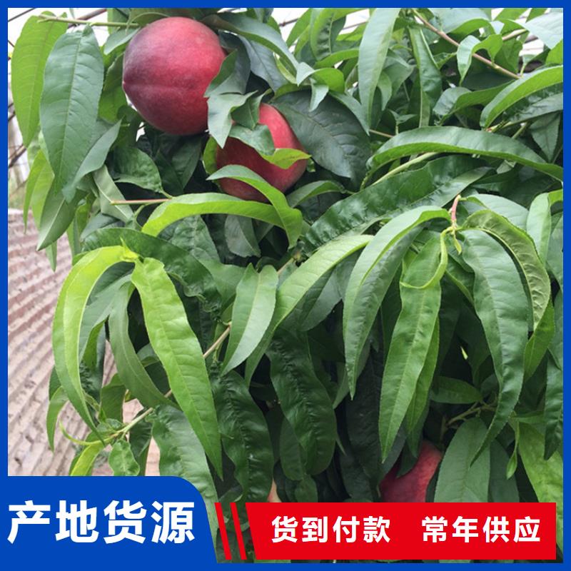 桃,【无花果苗】源头厂源头货 轩园园艺场(楚雄市分公司)
